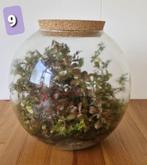 Plant terrarium / ecosysteem, Huis en Inrichting, Kamerplanten, Ophalen, Overige soorten, In pot