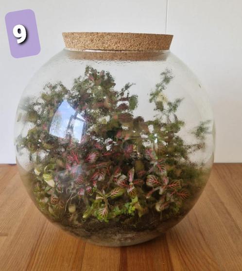 Plant terrarium / ecosysteem, Huis en Inrichting, Kamerplanten, Overige soorten, In pot, Ophalen