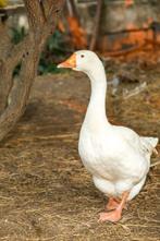 GEVRAAGD  witte boerengans vrouwtje voor Guus!, Dieren en Toebehoren, Vrouwelijk