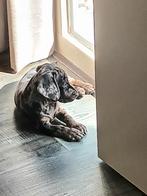 Teckel/beagel pupje, Dieren en Toebehoren, Reu, Korthaar, Dwerg, Eén hond