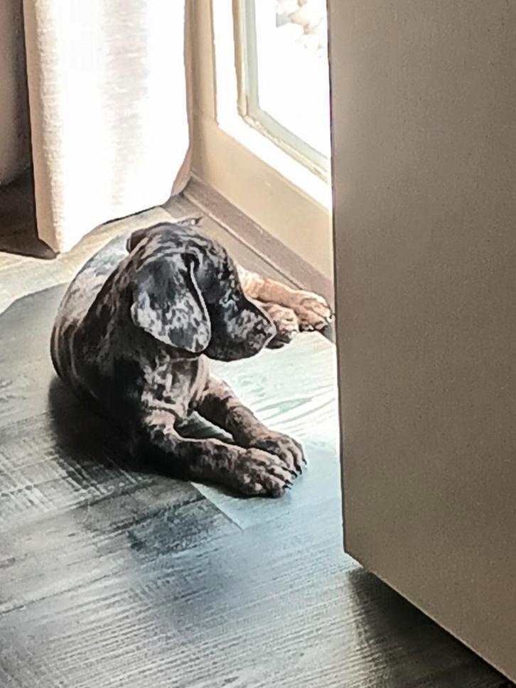 Teckel/beagel pupje, Dieren en Toebehoren, Honden | Teckels en Dashonden, Reu, Korthaar, Dwerg, Particulier, Eén hond, Nederland