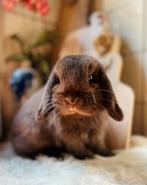 heel knap, raszuiver mini lop , ram  chocolate super tam, Dieren en Toebehoren, Konijnen, Mannelijk, Dwerg, Hangoor, 0 tot 2 jaar