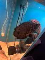 4 Ctenopoma acutirostre - luipaardklimbaars/luipaard gourami, Dieren en Toebehoren, Vis