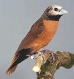 witschedelnonnen, Dieren en Toebehoren, Vogels | Overige Vogels, Vrouwelijk, Tropenvogel, Geringd
