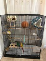 2 pyrrhura’s met een mega kooi!, Dieren en Toebehoren, Vogels | Parkieten en Papegaaien, Mannelijk, Parkiet, Pratend