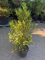 Prunus lusitanica (Portugese laurier), Ophalen of Verzenden, Laurier, Minder dan 100 cm