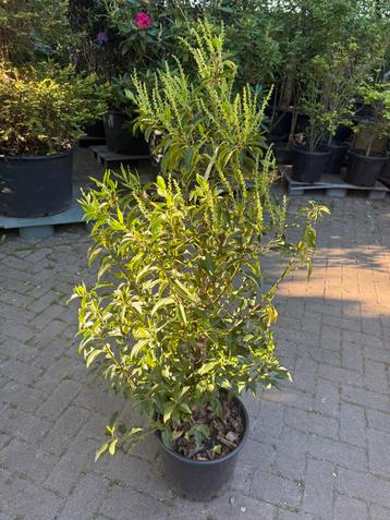 Prunus lusitanica (Portugese laurier) beschikbaar voor biedingen