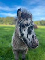 Appaloosa hengstveulen, Dieren en Toebehoren, Hengst