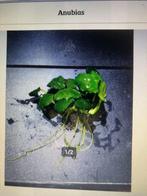 Gezocht Aquarium plantjes & Stekjes & vooral mos soorten, Ophalen of Verzenden, Nieuw, Plant(en), Steen of Hout