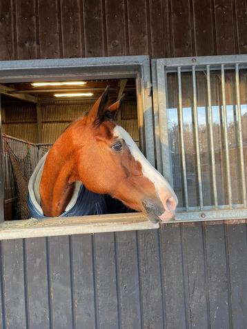 Coachpaard gezocht beschikbaar voor biedingen