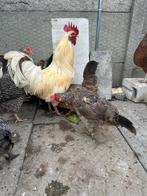 Kippen en hanen, Dieren en Toebehoren, Pluimvee, Meerdere dieren, Kip