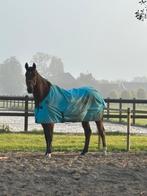 Lieve betrouwbare ruin | Coaching, weide maatje, Dieren en Toebehoren, Paarden, Z, Gechipt, Ruin, Dressuurpaard