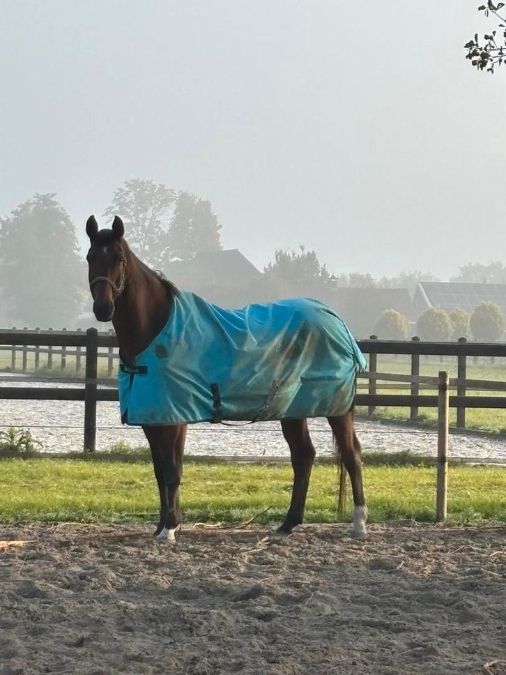 Lieve betrouwbare ruin | Coaching, weide maatje, Dieren en Toebehoren, Paarden, Ruin, Z, 170 tot 175 cm, 11 jaar of ouder, Dressuurpaard