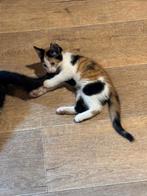 Superlieve kittens 9 weken, Dieren en Toebehoren, Katten en Kittens | Overige Katten, Meerdere dieren, Kortharig, 0 tot 2 jaar