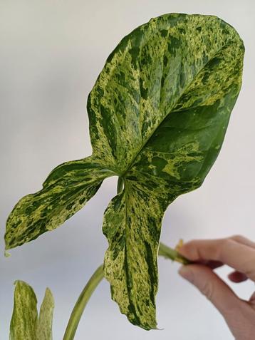 Syngonium mottled mojito  beschikbaar voor biedingen