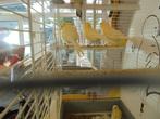2 jonge Kanaries, Dieren en Toebehoren, Vogels | Kanaries, Geslacht onbekend, Zangkanarie