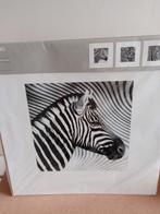 Te koop 3 x nieuwe Ikea poster zebra 50 x 50 cm, Ophalen, Minder dan 50 cm, Nieuw, Foto of Poster