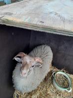 Bokje, Dieren en Toebehoren, Schapen, Geiten en Varkens, Mannelijk, Geit, 0 tot 2 jaar