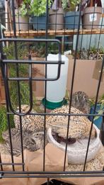 3 tamme Japanse kwartels, Dieren en Toebehoren, Vogels | Overige Vogels, Vrouwelijk