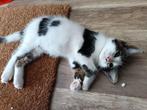 Kitten, Dieren en Toebehoren, Katten en Kittens | Overige Katten, Kater, Kortharig, 0 tot 2 jaar