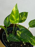 Epipremnum Yellow Flame #3, Huis en Inrichting, Kamerplanten, Ophalen of Verzenden, Halfschaduw, Minder dan 100 cm