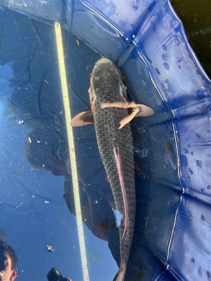 Asagi Japanse koi, Dieren en Toebehoren, Vissen | Vijvervissen, Karper of Koi