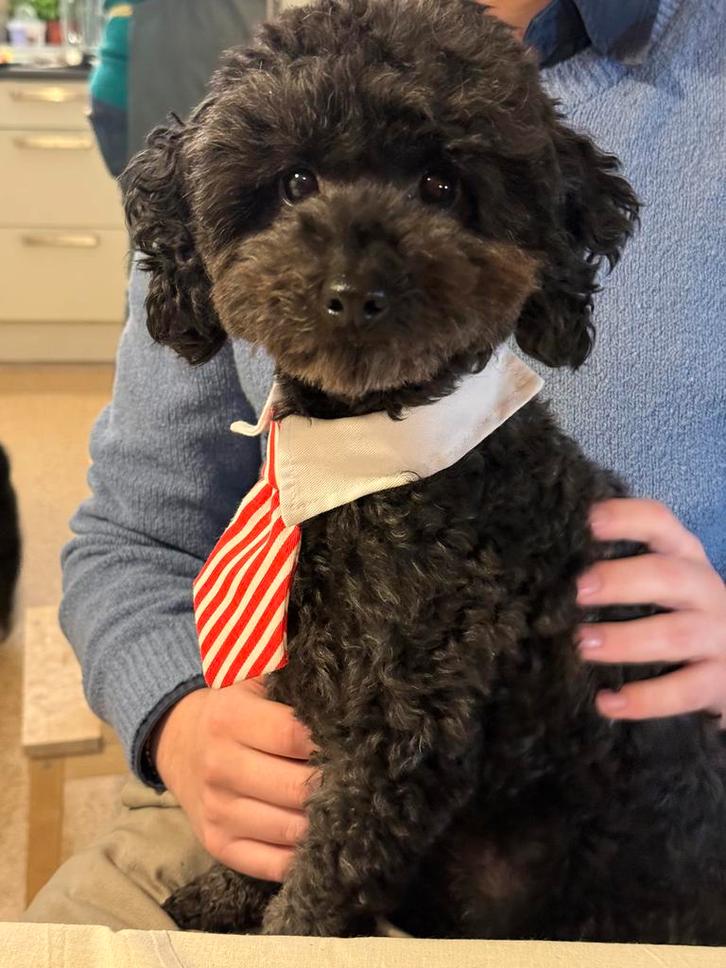 Toy poedel / dwerg poedel dekreu (geeft ook abrikoos door), Dieren en Toebehoren, Honden | Dekreuen, Reu, Particulier, Eén hond