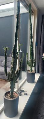 Grote cactus, Ophalen, Cactus, Volle zon, 150 tot 200 cm