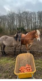 Konik en haflinger fokmerries, Meerdere dieren
