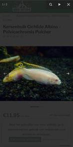 Gezocht Kersenbuik Cichlide Albino, Dieren en Toebehoren, Vissen | Aquariumvissen