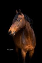 9 jarige allround D pony ruin, Dieren en Toebehoren, Pony's, Gechipt, Ruin, L, 7 tot 10 jaar