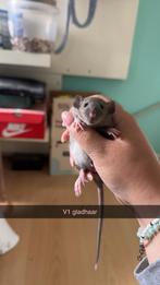 Gereserveerd, Dieren en Toebehoren, Knaagdieren, Rat, Juni, Meerdere dieren, Tam