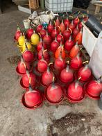 Waterbak kippen, Vrouwelijk, Varken