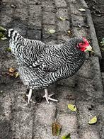 Te koop 2 noord hollandse blauwe hennen 1 jaar oud, Dieren en Toebehoren, Pluimvee, Vrouwelijk, Kip