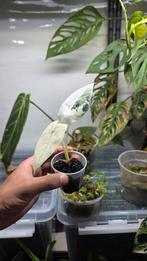 Alocasia freydek variegata, Ophalen of Verzenden, Overige soorten, Minder dan 100 cm