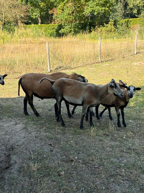 Maasduinschaap, Dieren en Toebehoren, Schapen, Geiten en Varkens, Schaap, Vrouwelijk