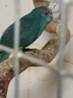 Te koop aangeboden kakarikie's, Dieren en Toebehoren, Vogels | Parkieten en Papegaaien, Meerdere dieren, Parkiet