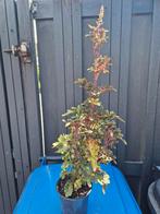planten, Huis en Inrichting, Kamerplanten, Ophalen, Overige soorten, Minder dan 100 cm