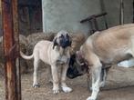 Kangal Pups 4 maanden, Particulier, 15 weken tot 1 jaar, CDV (hondenziekte), Buitenland