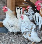 Serama broedeitjes, Dieren en Toebehoren, Pluimvee, Kip