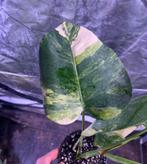 Monstera Aurea Variegata, Ophalen of Verzenden, Overige soorten, Minder dan 100 cm
