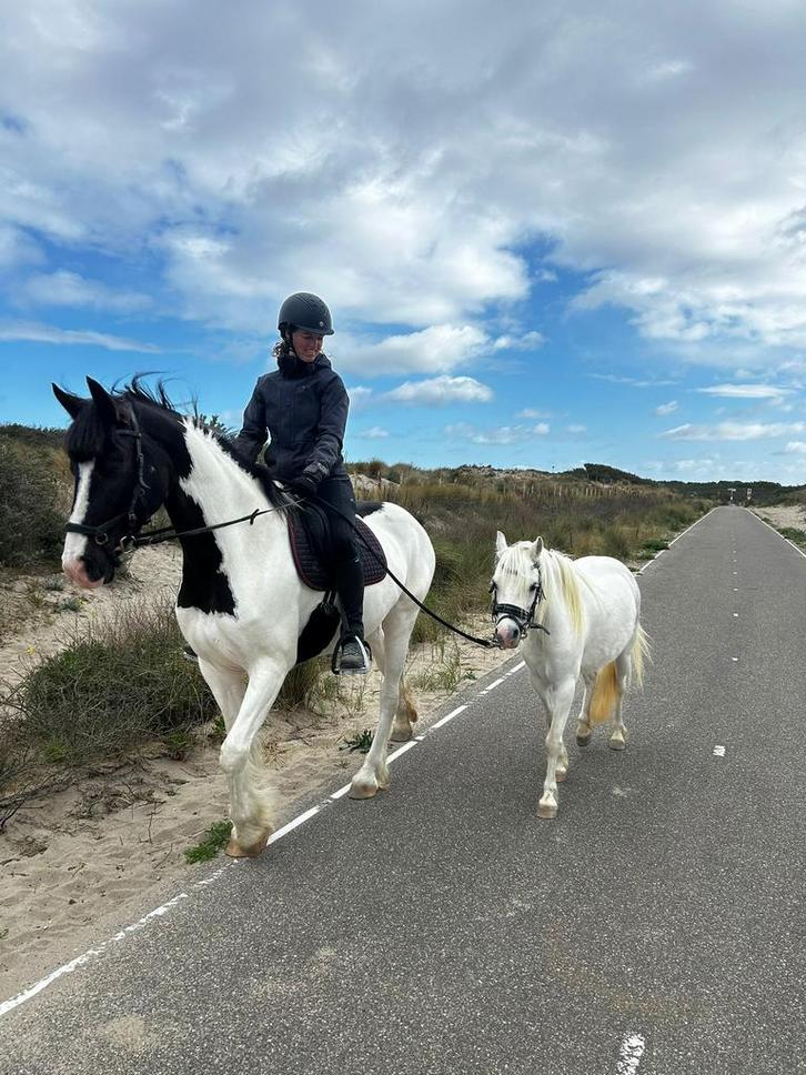 Verzorg(ster) gezocht Westland sgravenzande, Dieren en Toebehoren, Paarden en Pony's | Verzorgingsproducten, Zo goed als nieuw