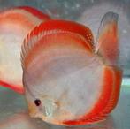 ( GEZOCHT APARTE KLEUREN DISCUS VISSEN ), Dieren en Toebehoren, Vissen | Aquariumvissen, Vis