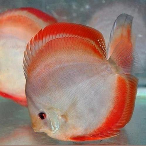 ( GEZOCHT APARTE KLEUREN DISCUS VISSEN ), Dieren en Toebehoren, Vissen | Aquariumvissen, Vis