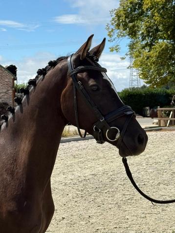 Stoere zwarte 3,5 jr D pony ruin, super bewegen,top karakter beschikbaar voor biedingen
