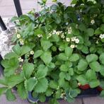 Grote aardbeien planten te koop voor het goede doel, Tuin en Terras, Planten | Tuinplanten, Ophalen, Zomer, Fruitplanten, Volle zon