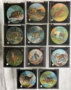 Collectie van 11 Toverlantaarn Glasdia's met Dieren, Gebruikt, Ophalen of Verzenden, Voor 1940, Dier