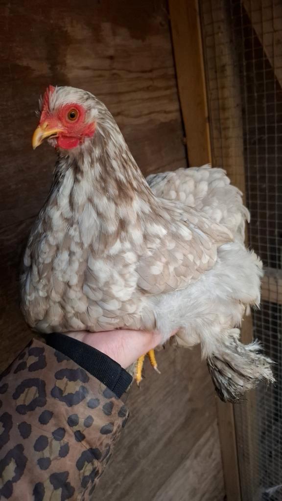 Cochin kriel toom, Dieren en Toebehoren, Pluimvee, Kip, Meerdere dieren