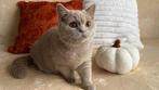 Anise – Brits Korthaar poes (lila) met stamboom, Dieren en Toebehoren, Katten en Kittens | Raskatten | Korthaar, Poes, Gechipt
