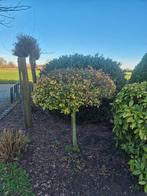 Diverse struiken en tuinplanten, Tuin en Terras, Ophalen of Verzenden, Overige soorten, Struik, Minder dan 100 cm